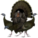 Turkey Hunting Veteran