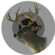Canadian whitetail trophy