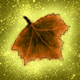 The Leaf of Autumn