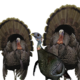 Turkey Hunting Legend