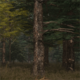 Exploration- Black Timber Forest