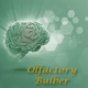 Olfactory Bulber